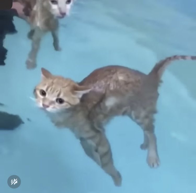 ℝ𝕖𝕪 tweet media