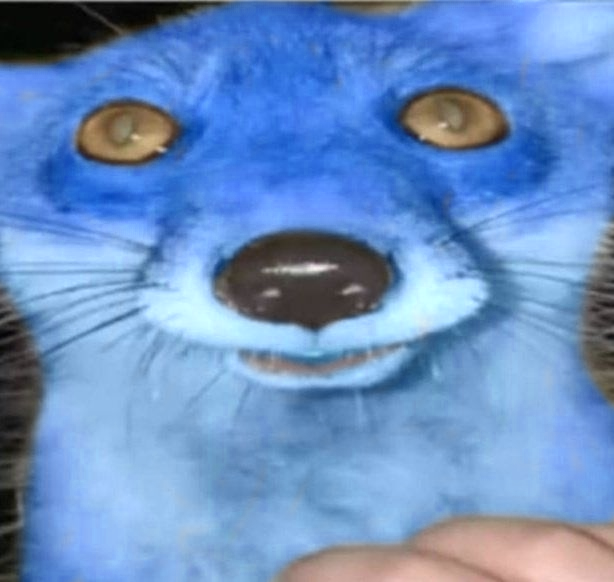 El Tigre Juan tweet media