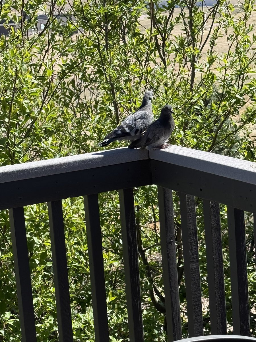 Southern Cross 🇺🇸✈️ tweet media