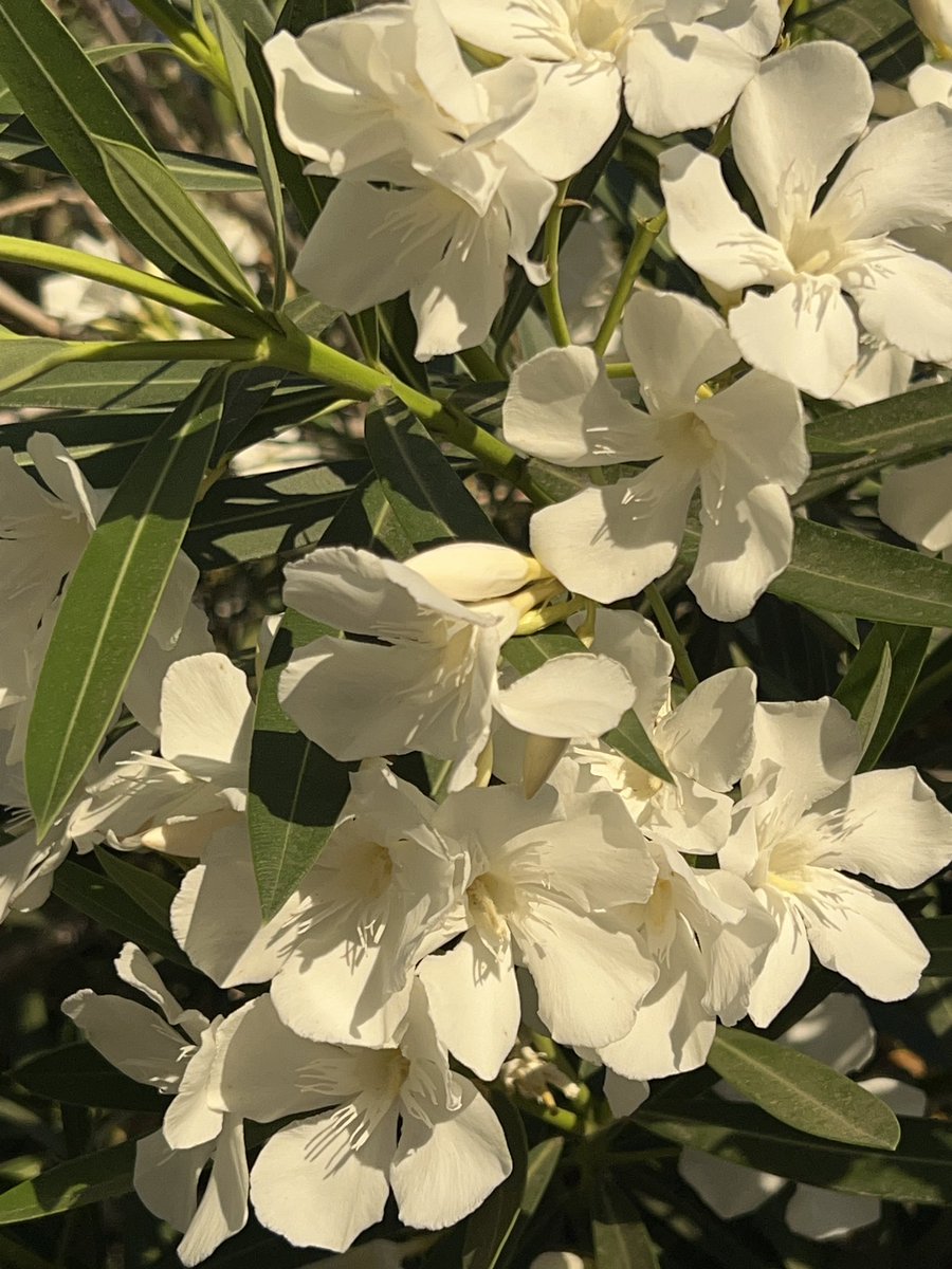 Occitania32's tweet photo. White oleanders in the early morning!
#oleanders #Arizona https://t.co/7608Gm5LF8