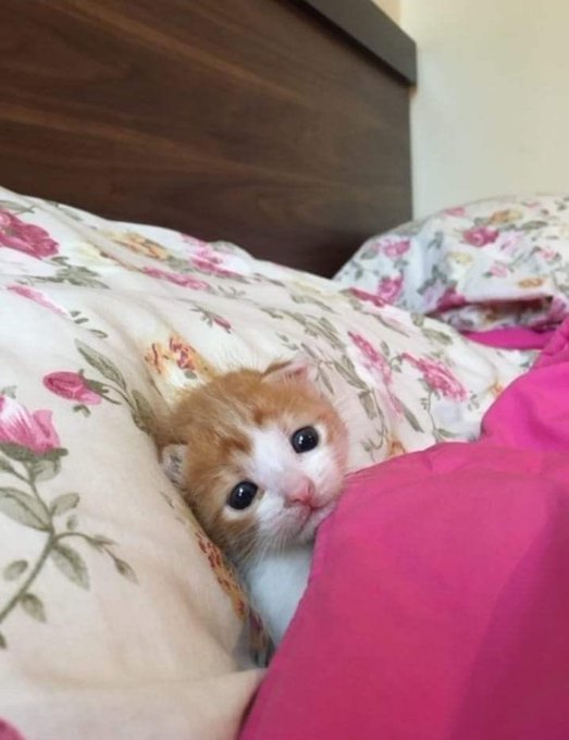 Cutekittycats_'s tweet photo. https://t.co/mNeSbOIKx4