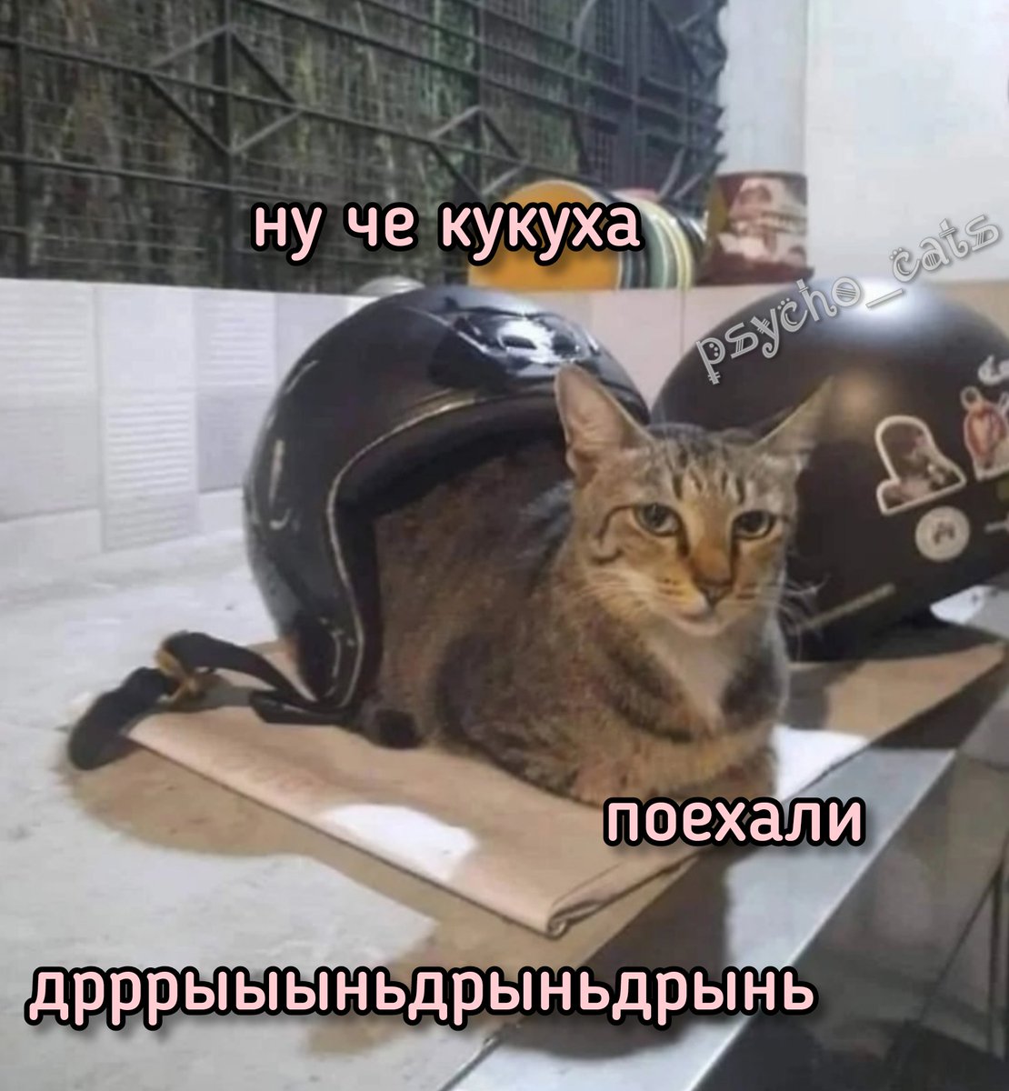 психокоты tweet media