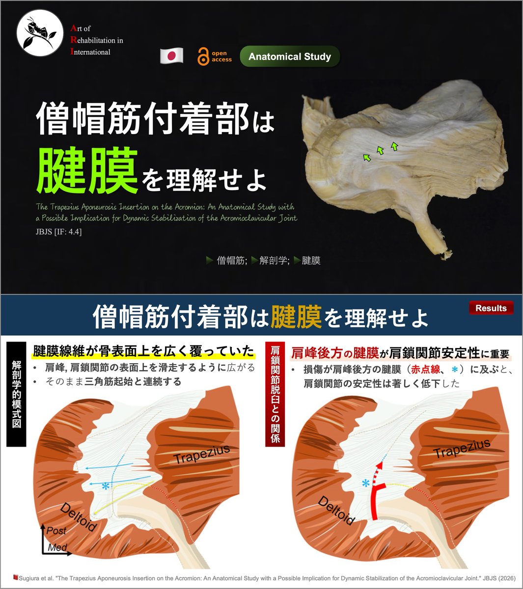 理学療法士_海津陽一 Ph.D. tweet media