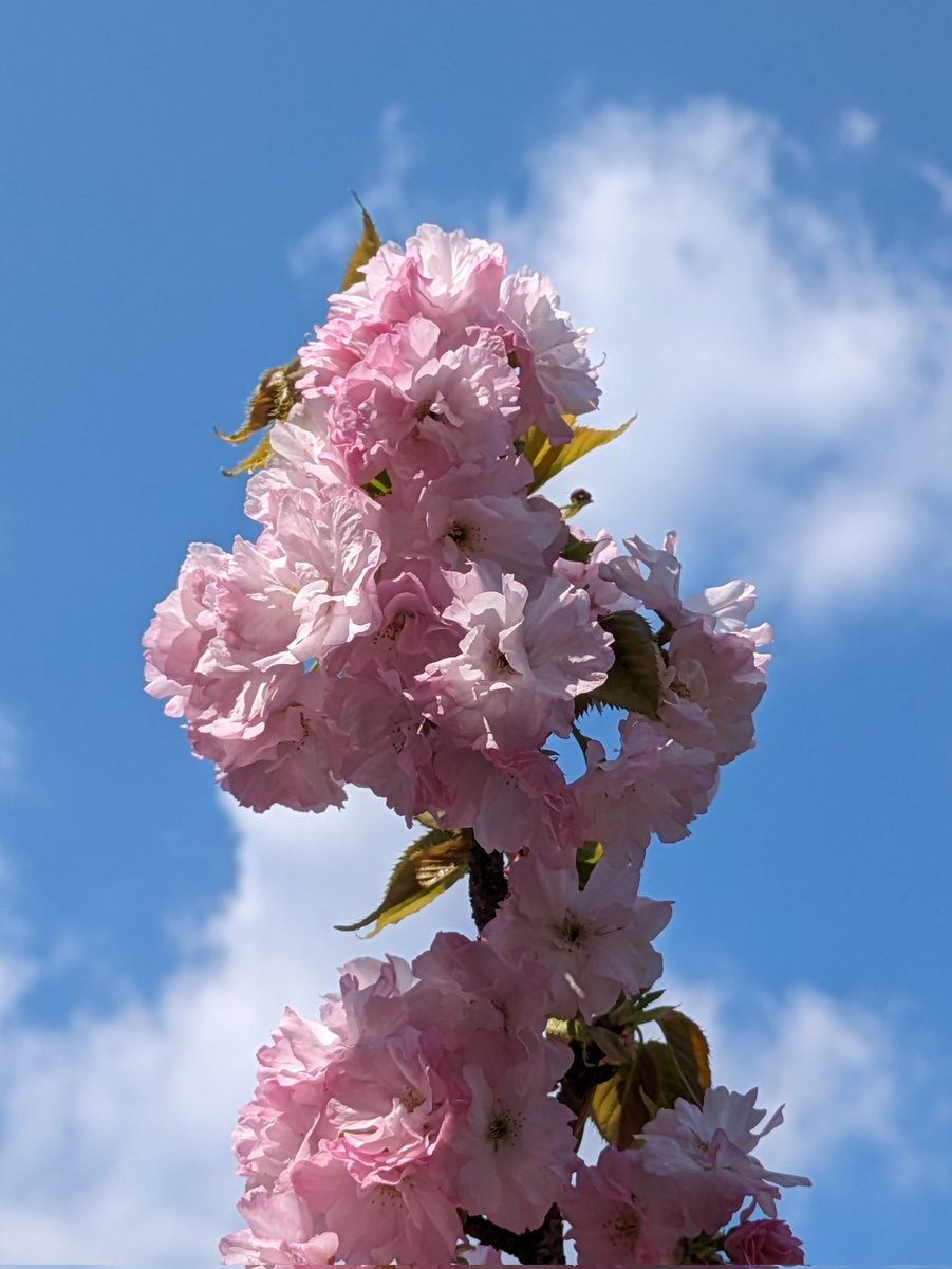 straystar📸4/5徳佐桜まつり tweet media