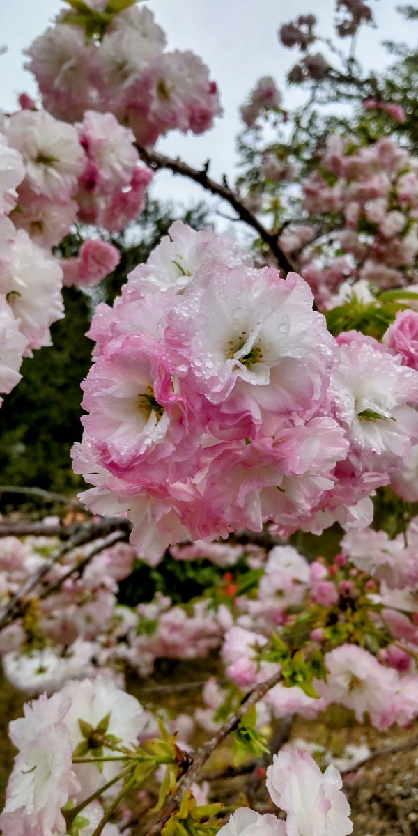 straystar📸4/5徳佐桜まつり tweet media