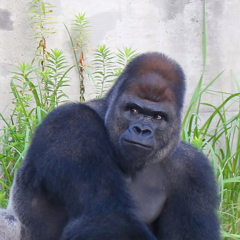 蝦夷兎@H.N.F. tweet media