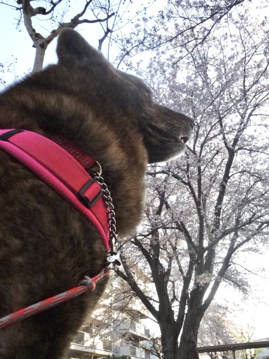 甲斐犬 龍馬 tweet media