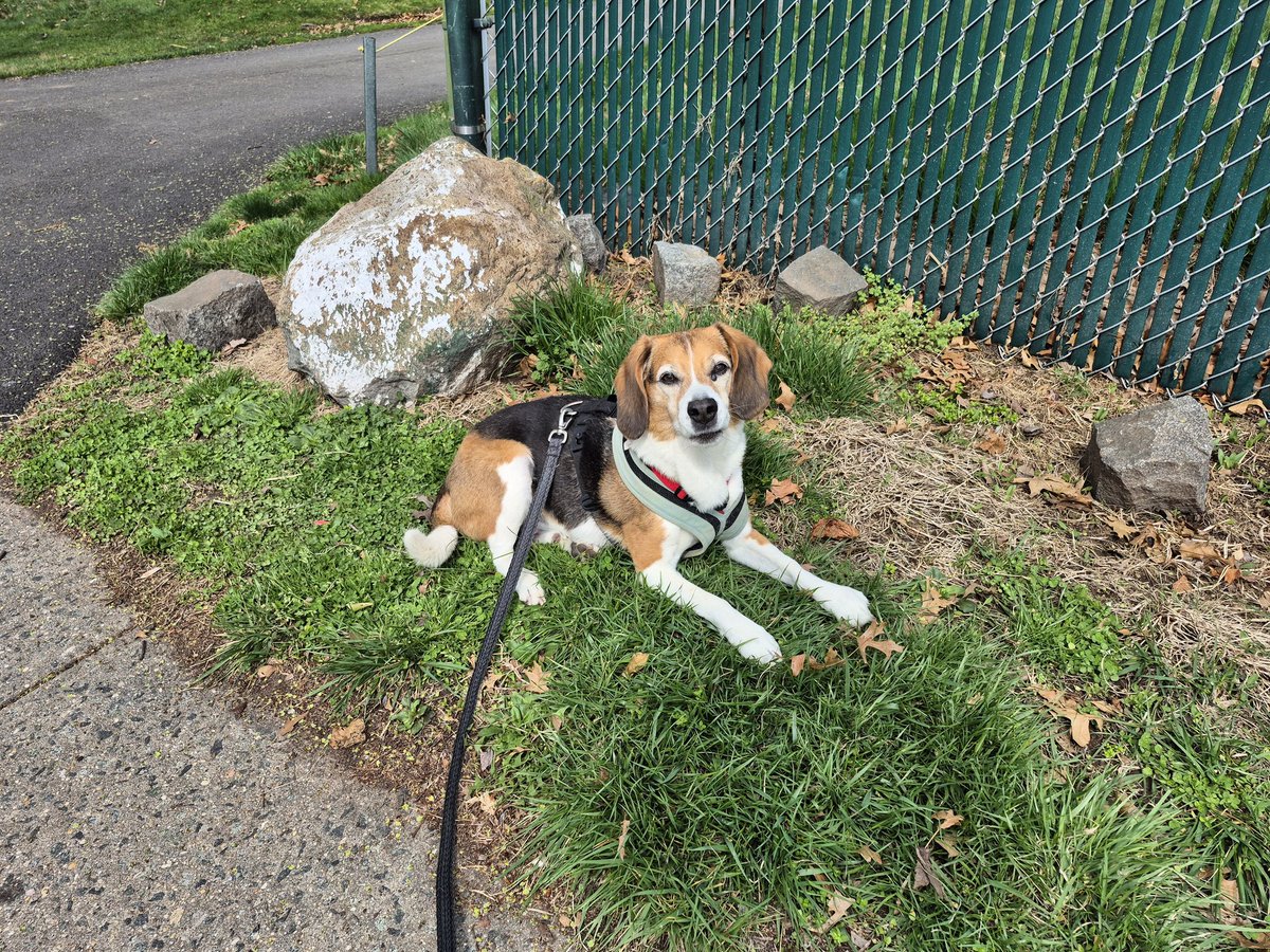 everything beagle 🌈💔louie 💔🌈 tweet media