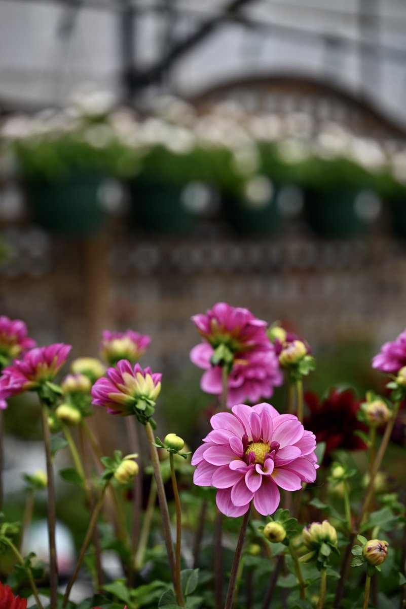 はむぴよ🐥⸒⸒ﾃｺﾃｺ tweet media