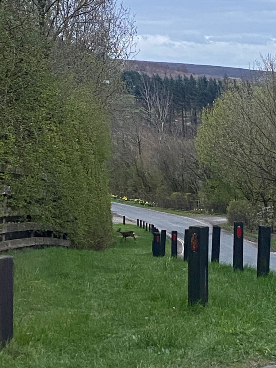 Wayne Preston tweet media