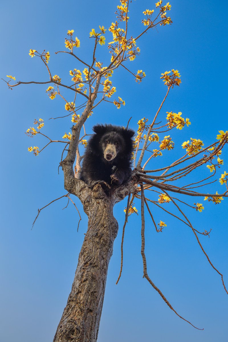 NikonIndia's tweet image. Shot by #NikonCreator Rajarshi Banerji

Shot with:
Camera: #NIKONZ9
Lens: NIKKOR Z 70-200mm f/2.8 VR S

For information on products, offers and more, visit nikon.co.in
#Nikon #NikonIndia #NIKKOR #NikonPhotography