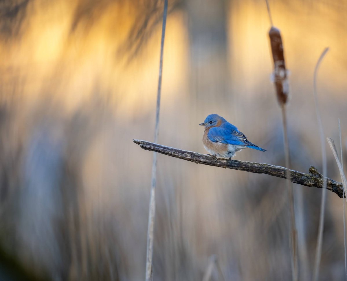 Sevil.Grm tweet media