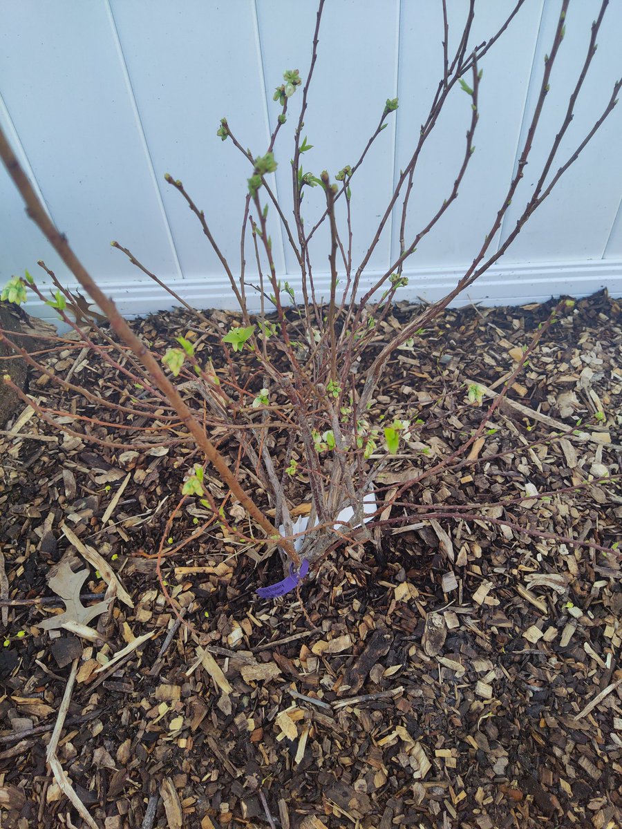 Mr.Gooseberry 🍂ENVtuber🍅 tweet media