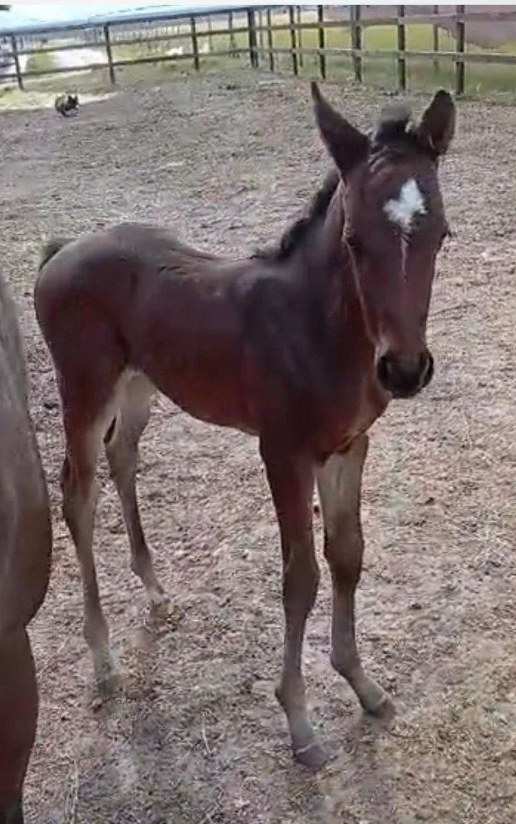 Yeguada Valmodomus tweet media