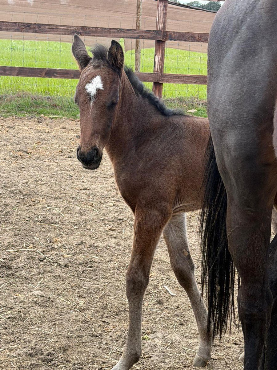 Yeguada Valmodomus tweet media