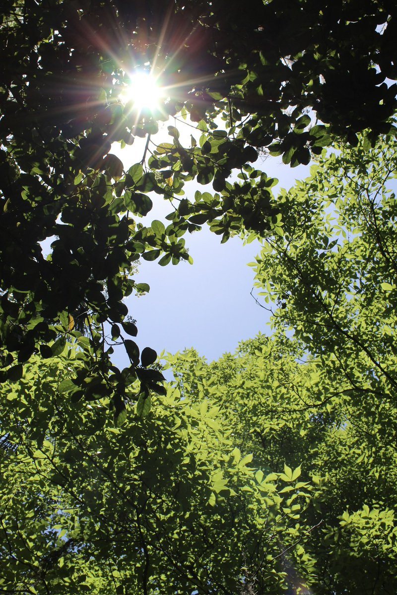 evil elly tweet media