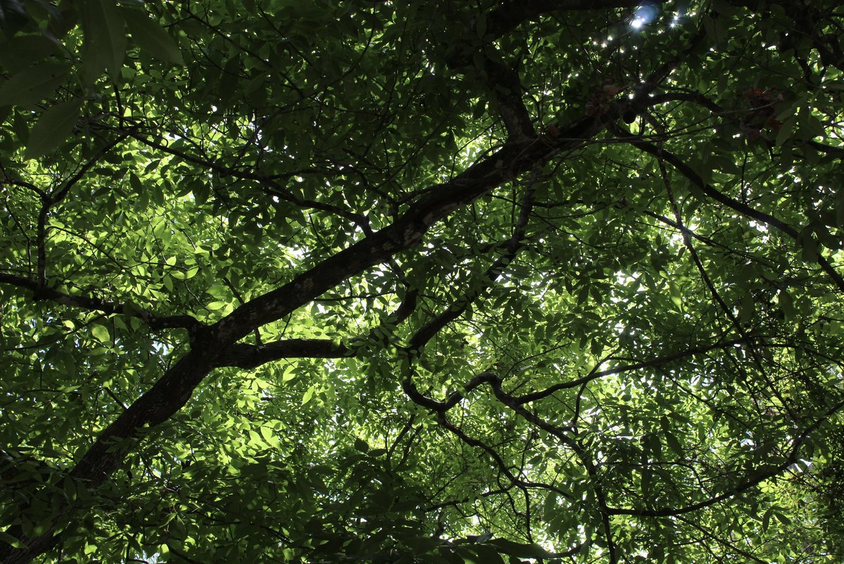 evil elly tweet media