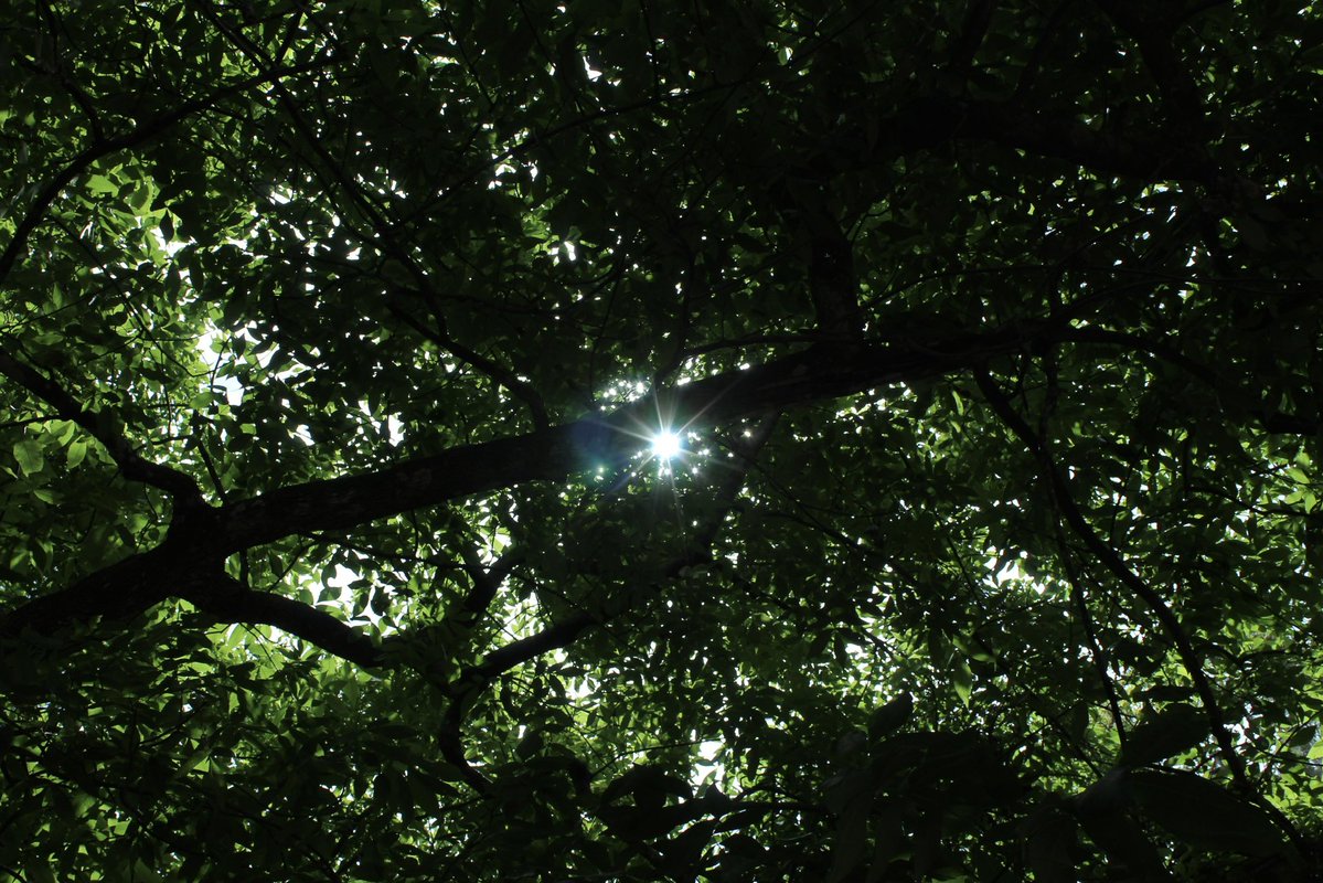 evil elly tweet media