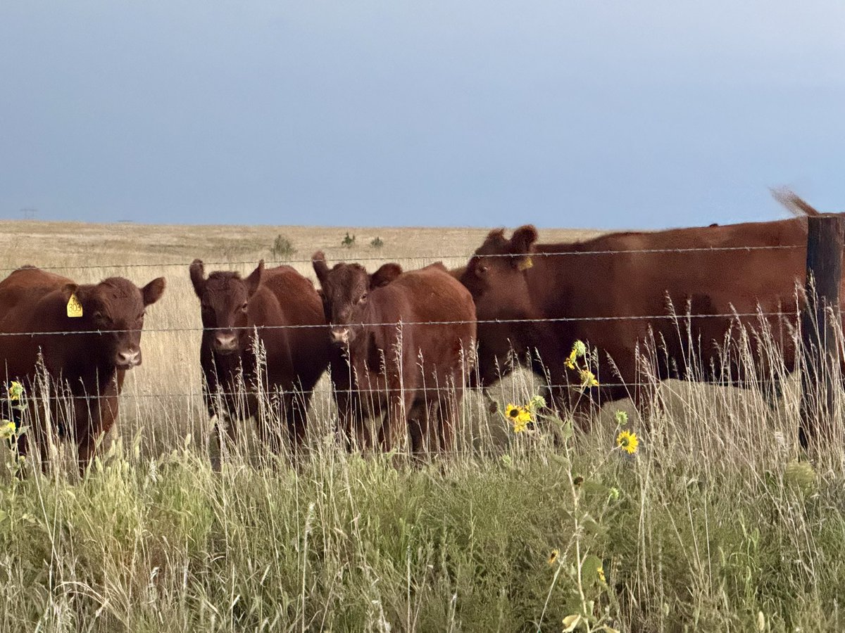 Paige Berdomas🌪 tweet media