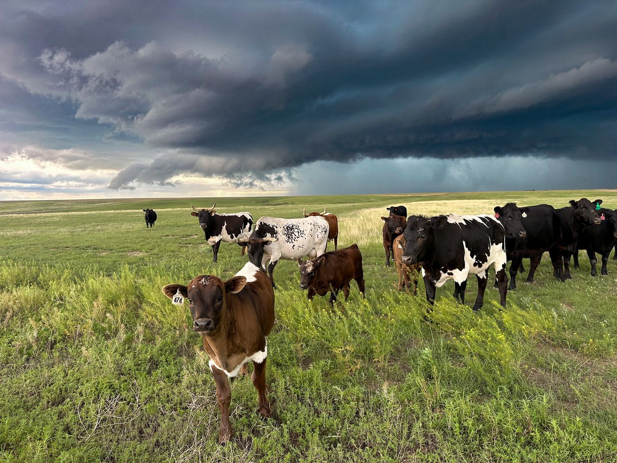 Paige Berdomas🌪 tweet media