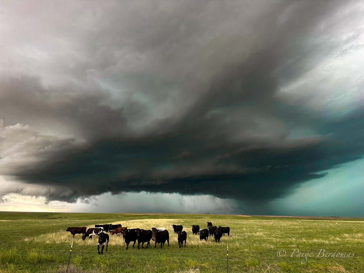 Paige Berdomas🌪 tweet media