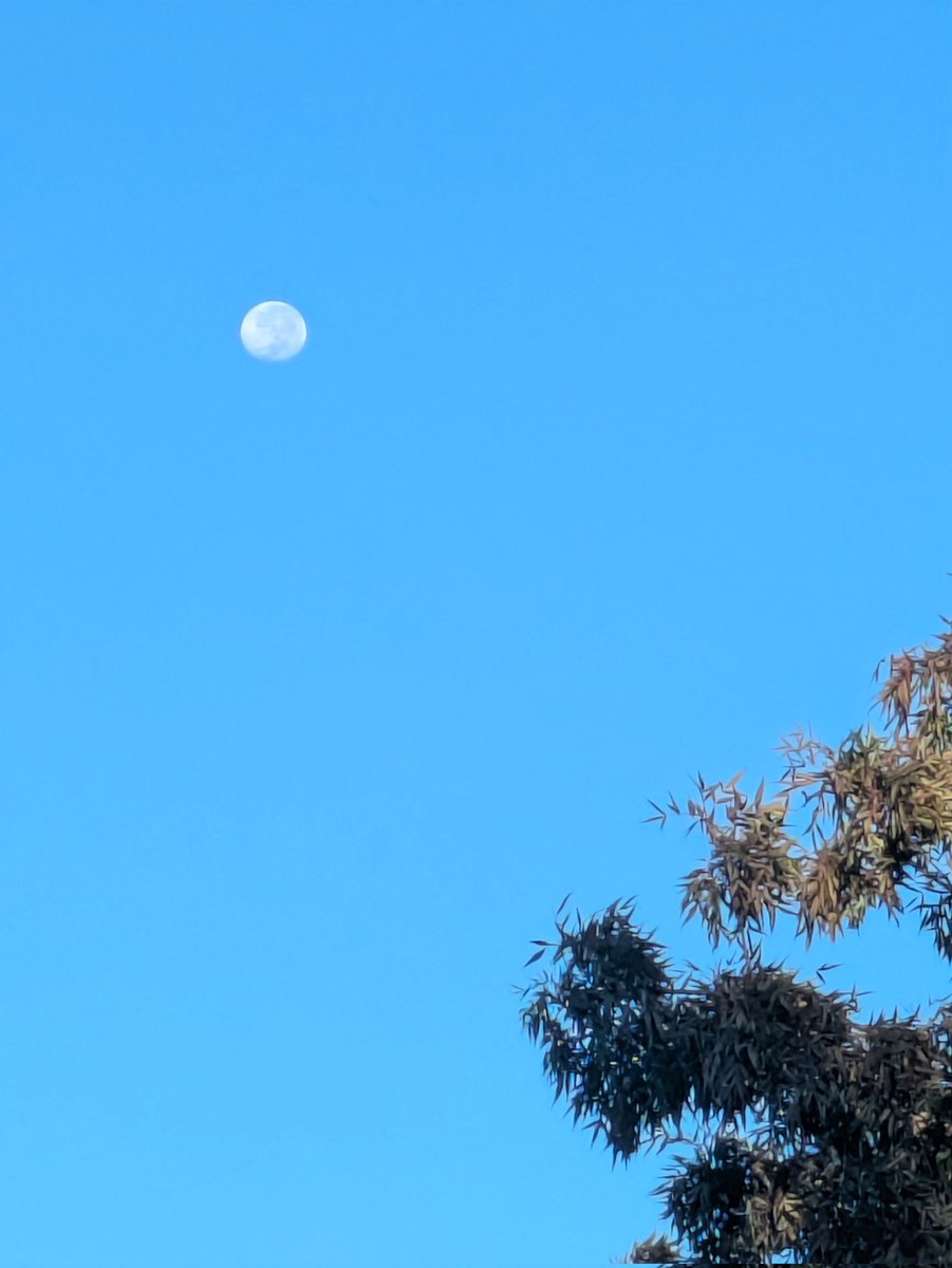 David FarleyBrain 🍄🔭Keep Alaska Canadian!! tweet media