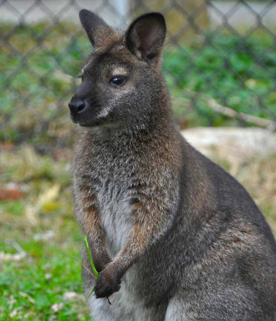 TECH SALES ROO tweet media