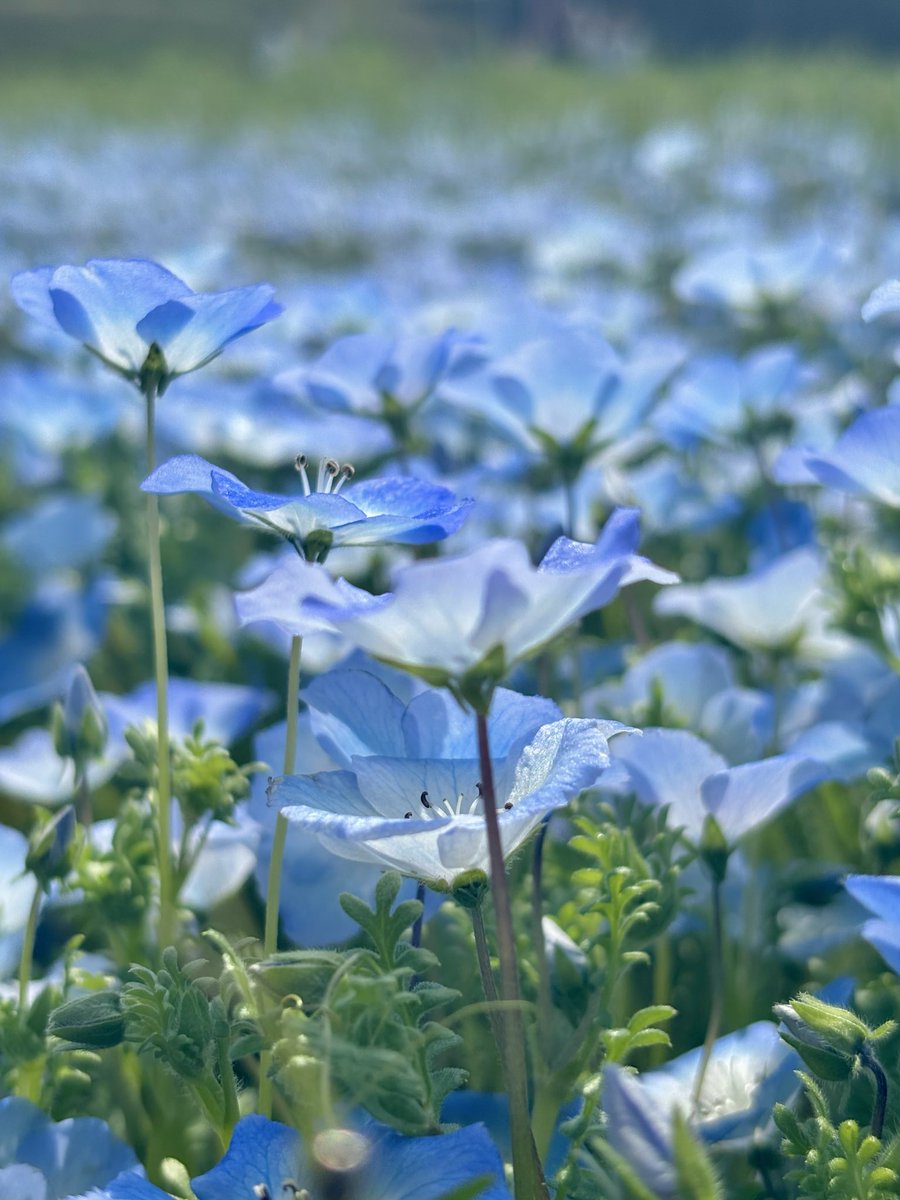 はな *:.｡.ᴴᵃⁿⁿᵃʰ ︎.｡.:* tweet media