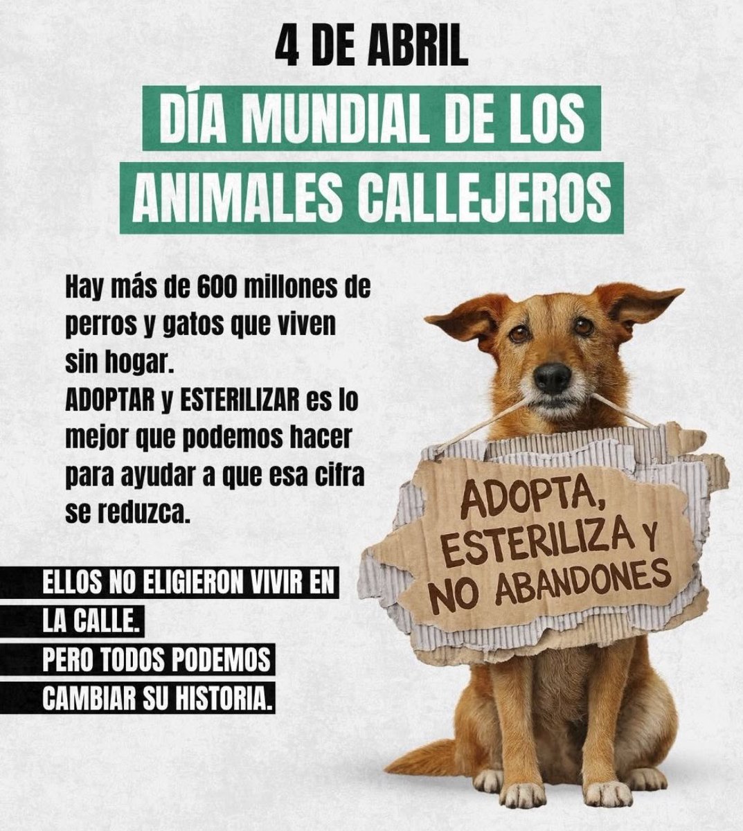 Salvando Hocicos Paraguay tweet media