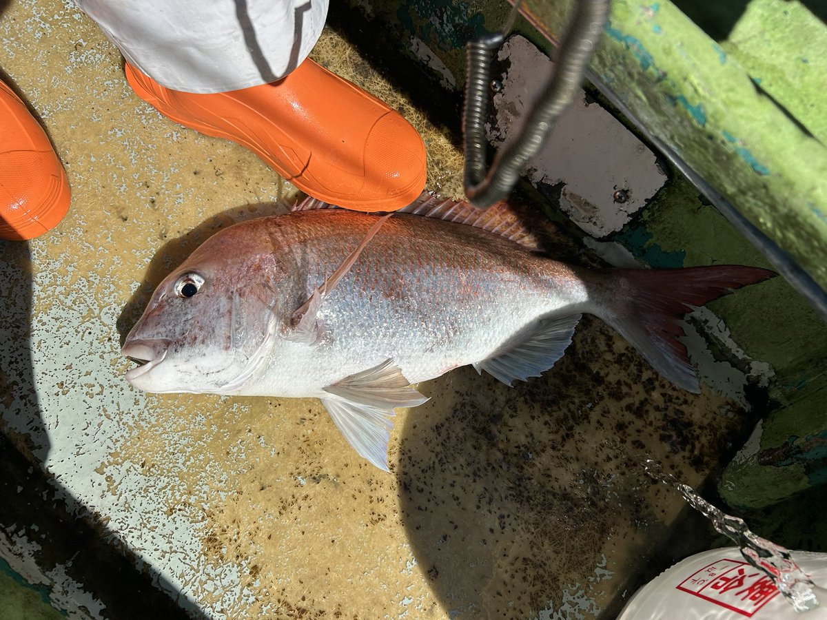 tsurikichi junpei tweet media