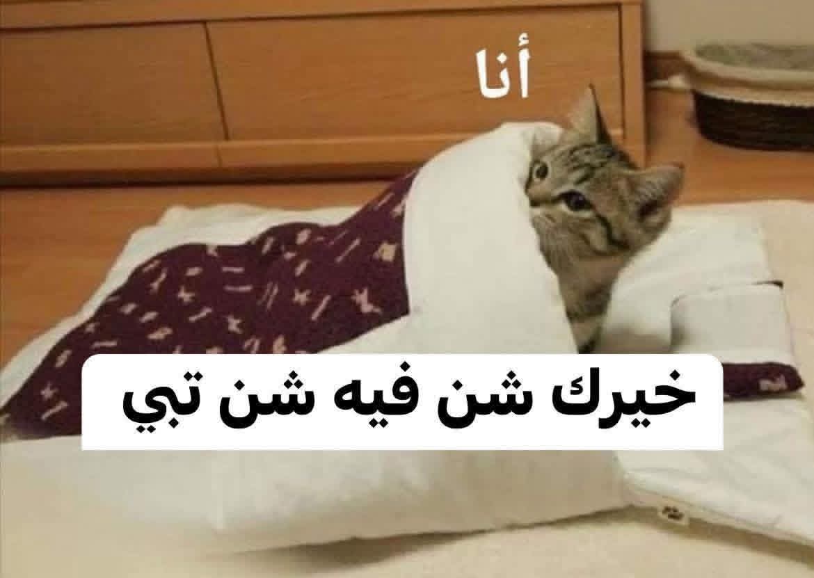 ✨ 𝓡𝓸𝓼𝓮 tweet media