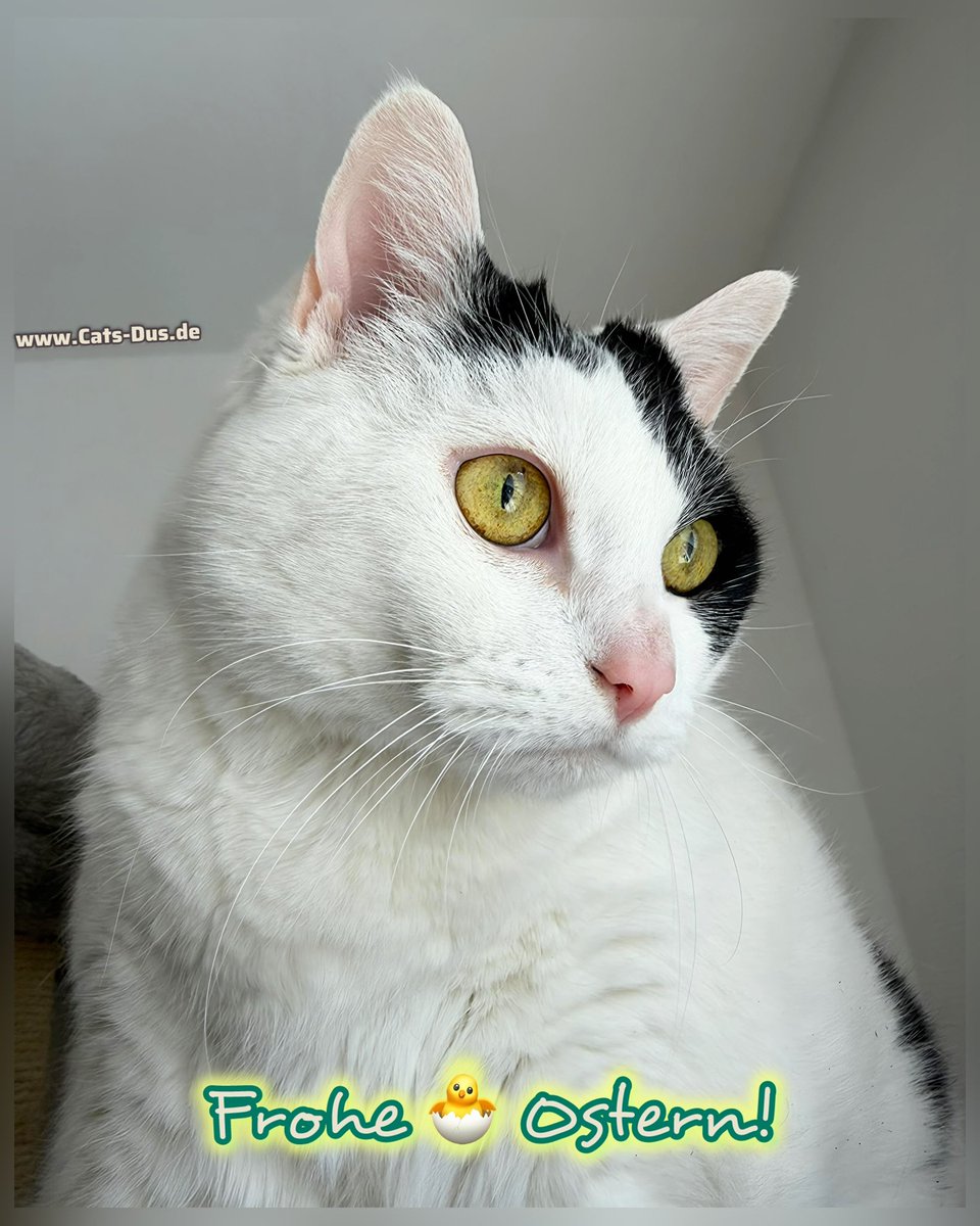 Tiger und Sternchen tweet media