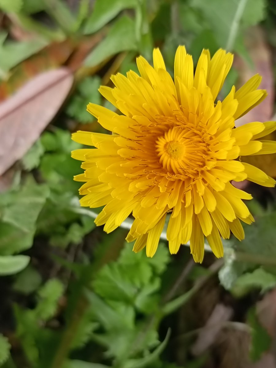 Youの里 tweet media