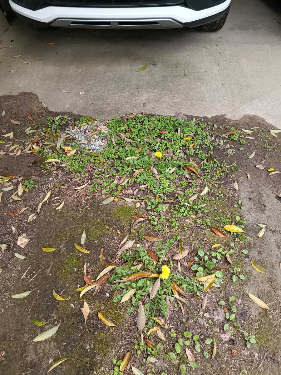 Youの里 tweet media