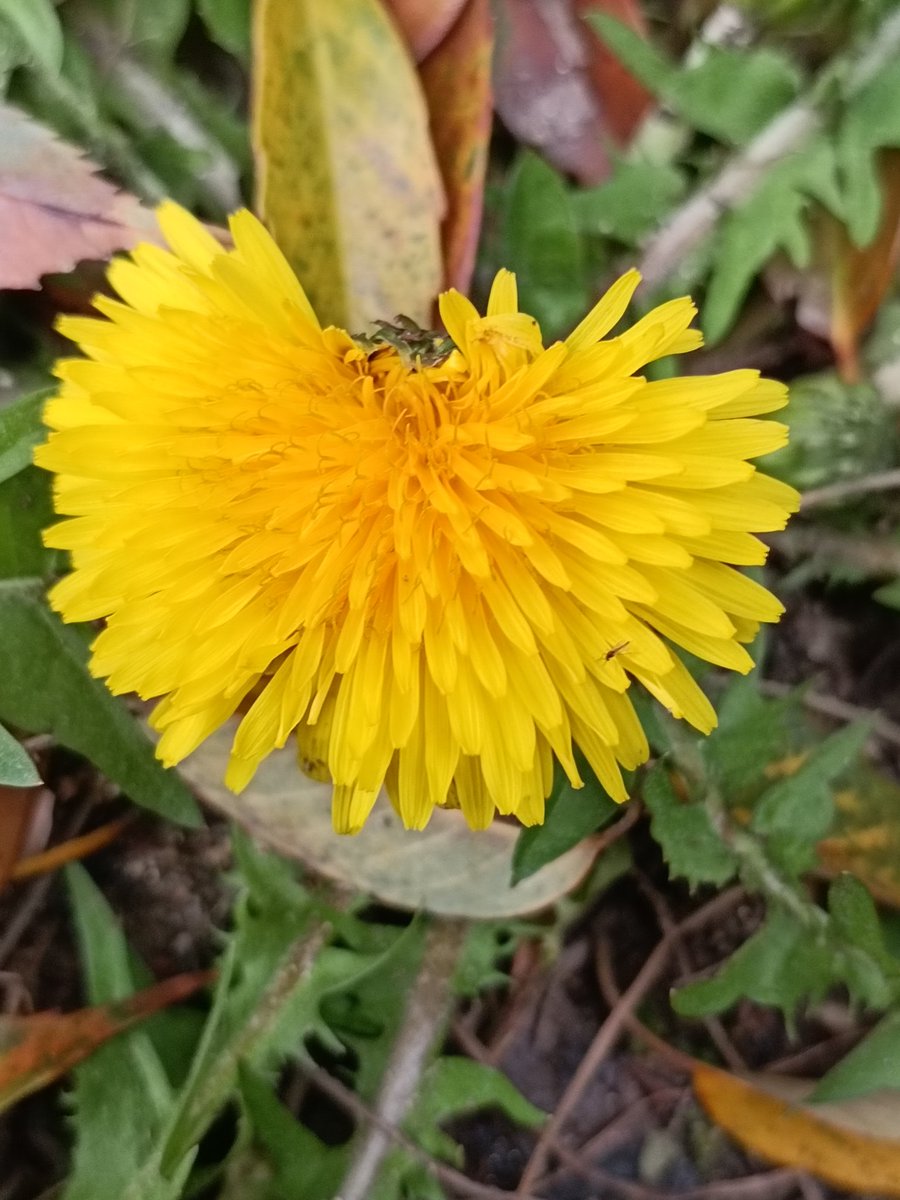 Youの里 tweet media