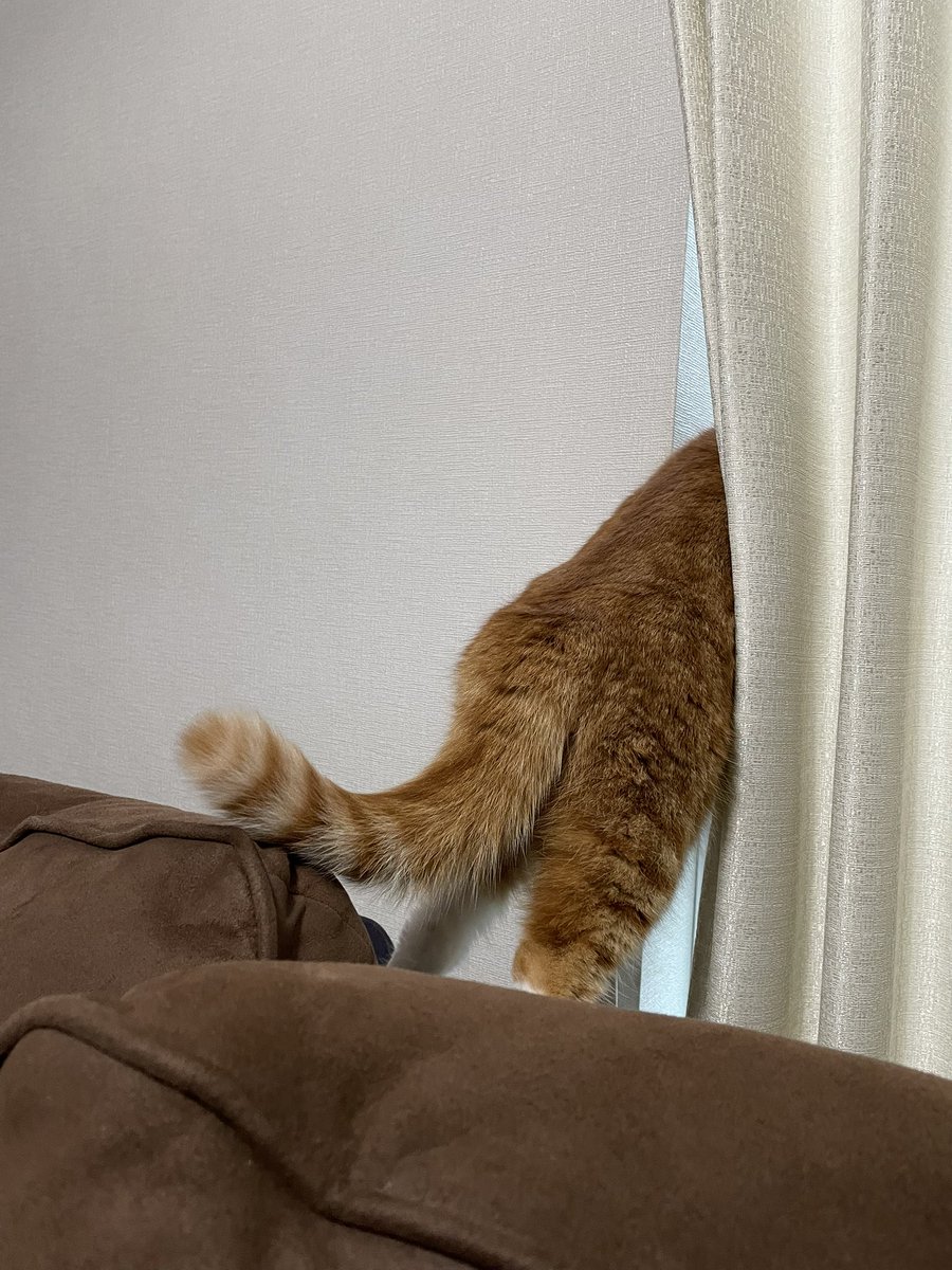 masamasa@横須賀キックス乗り⚡️ tweet media