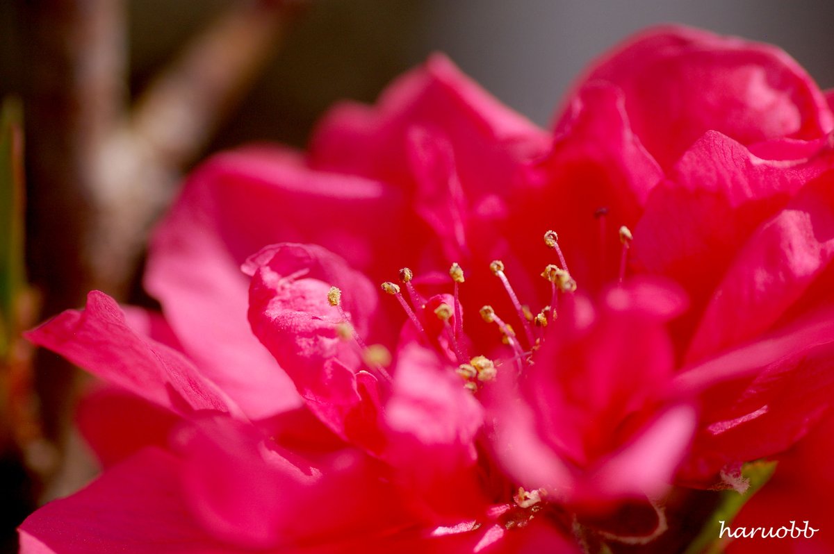 haruobb＠Photos tweet media