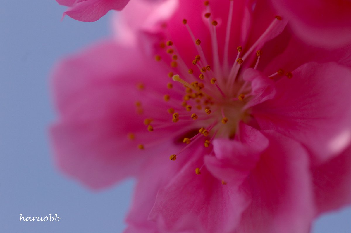 haruobb＠Photos tweet media