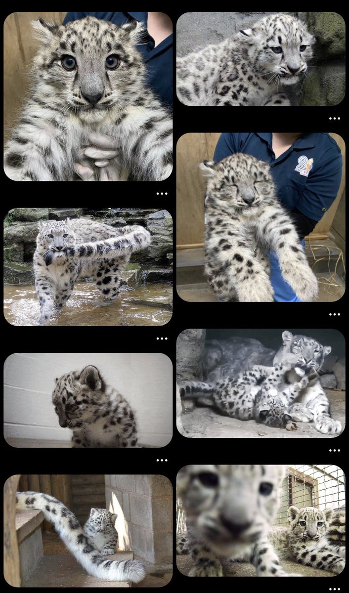 loona fans BANGLADESH tweet media