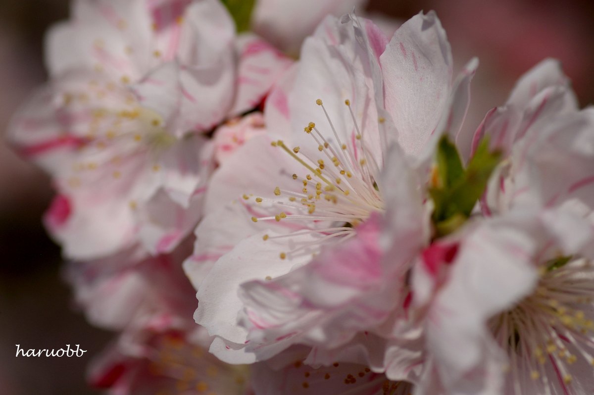 haruobb＠Photos tweet media