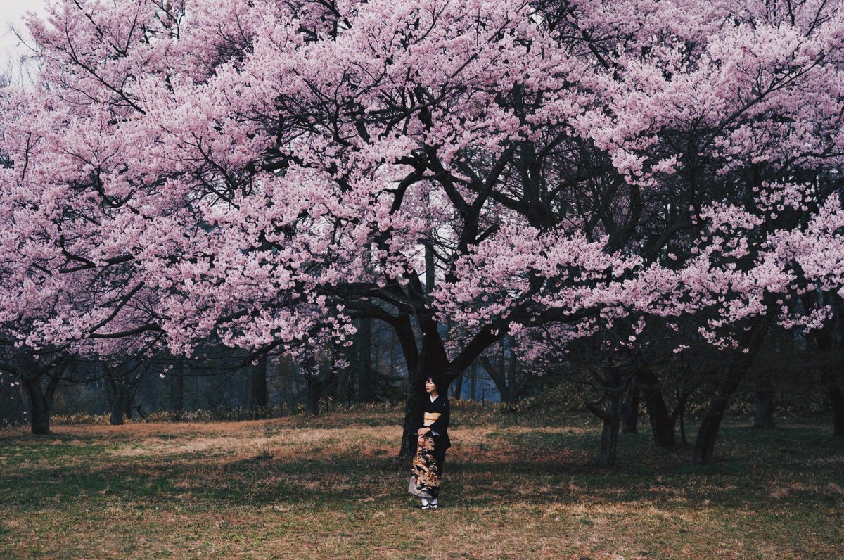 山中 夏歩 tweet media