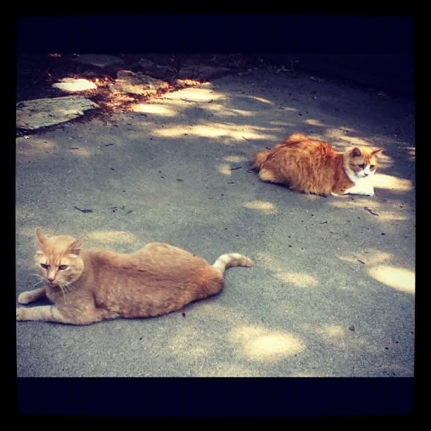 Cera Gibson tweet media