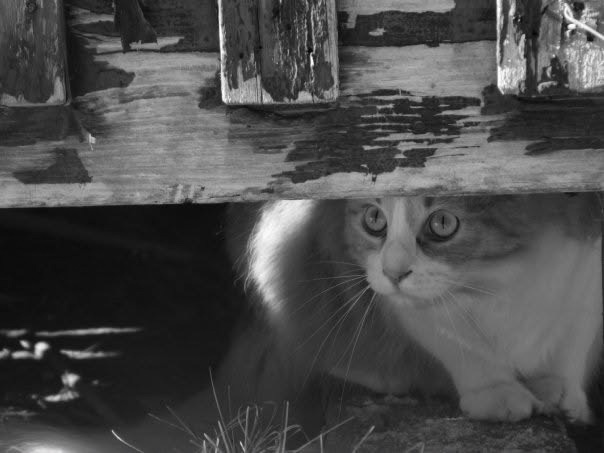 Cera Gibson tweet media