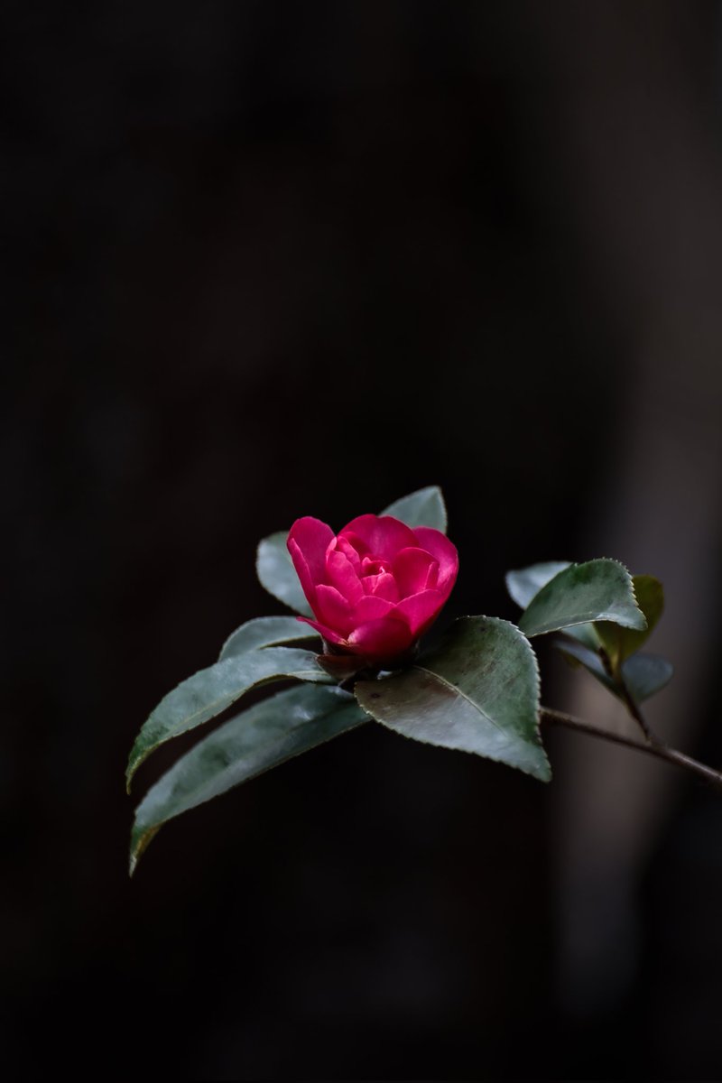 千両役者シヴァ tweet media