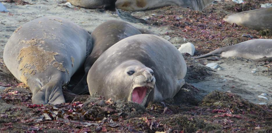 Rosa M. Tristán tweet media