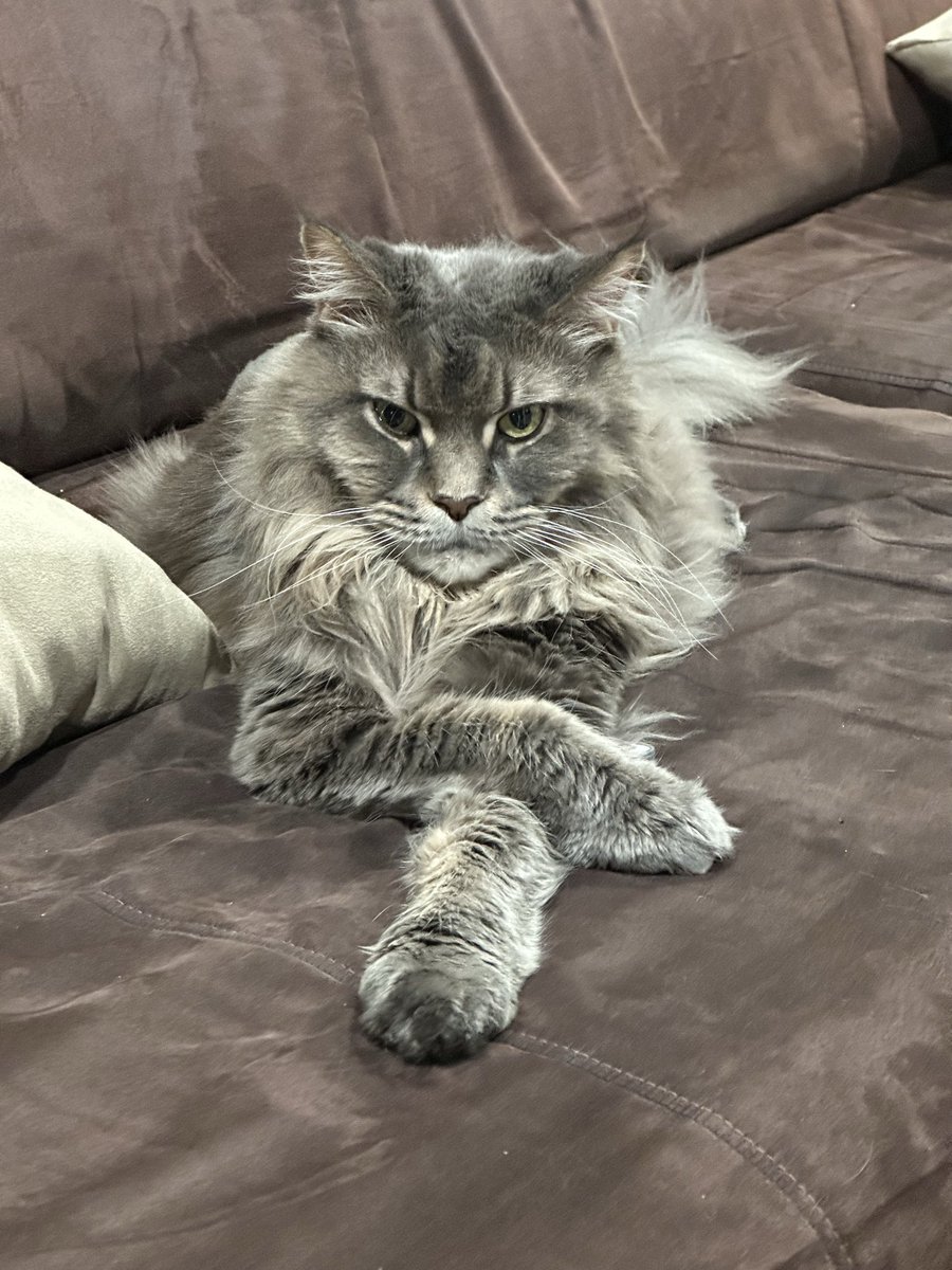 Maxim Elfimov tweet media