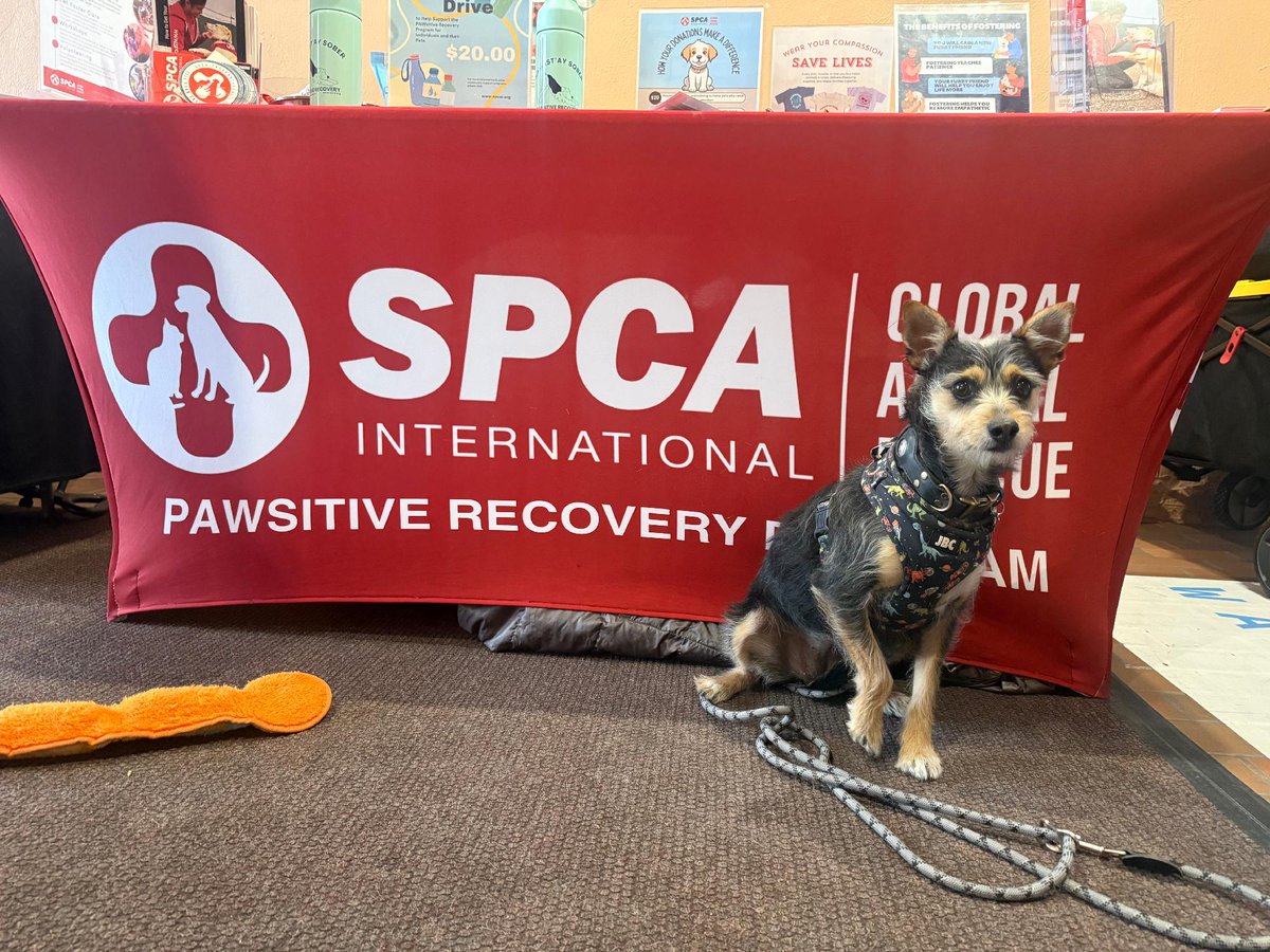 SPCAINT's tweet photo. This past Wednesday, our #PAWsitive Recovery team partnered with the Auraria Rotaract Club for a #PetSupplyDrive, and the support was incredible! Every donation helps provide comfort, stability, and love during a critical time.
#SPCAI https://t.co/S7IIlQsghg