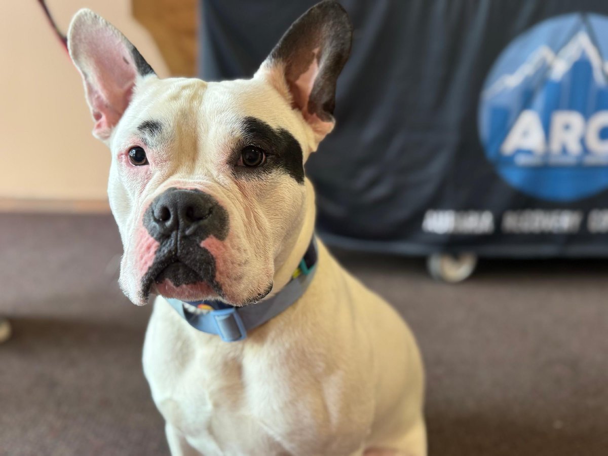 SPCAINT's tweet photo. This past Wednesday, our #PAWsitive Recovery team partnered with the Auraria Rotaract Club for a #PetSupplyDrive, and the support was incredible! Every donation helps provide comfort, stability, and love during a critical time.
#SPCAI https://t.co/S7IIlQsghg
