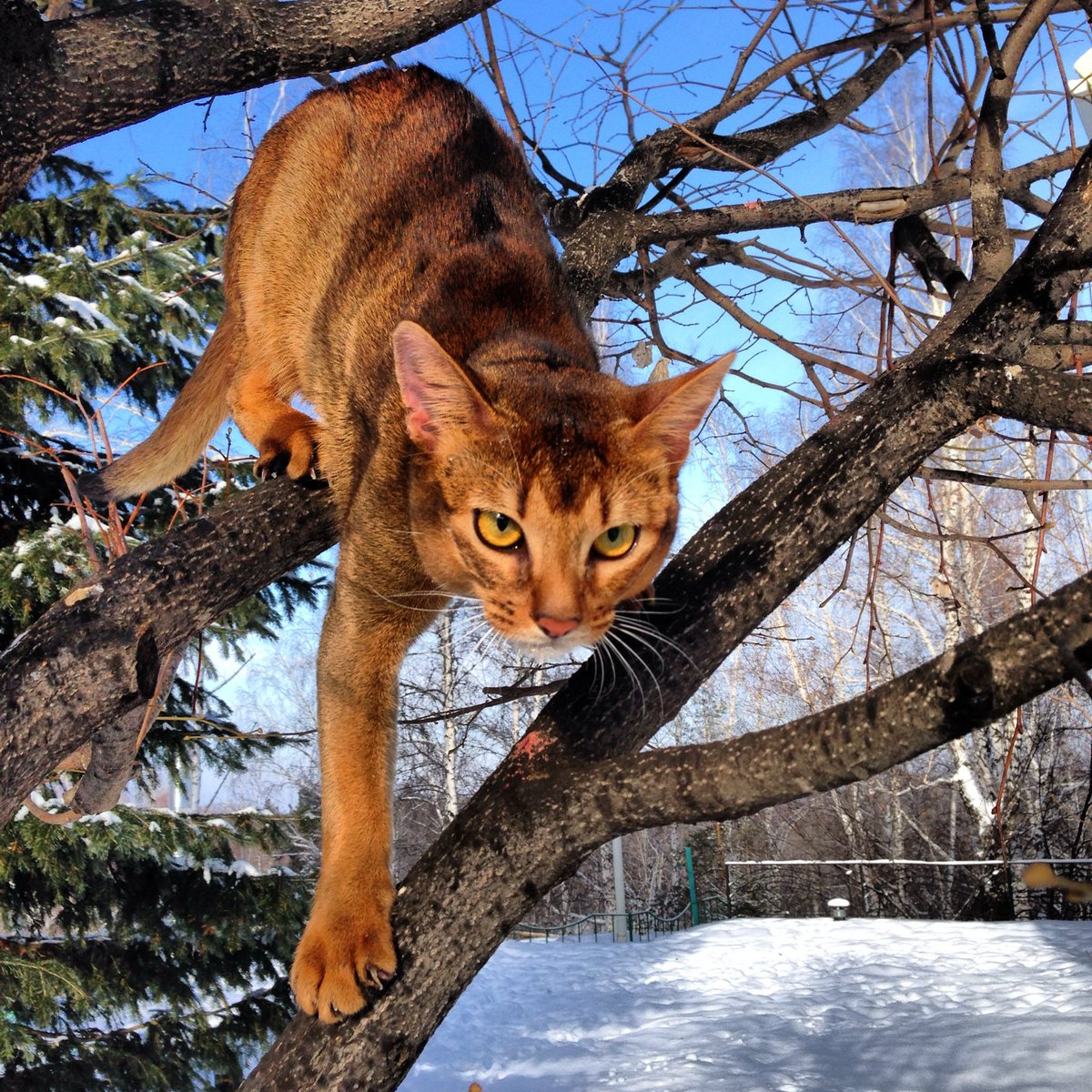 Maxim Elfimov tweet media