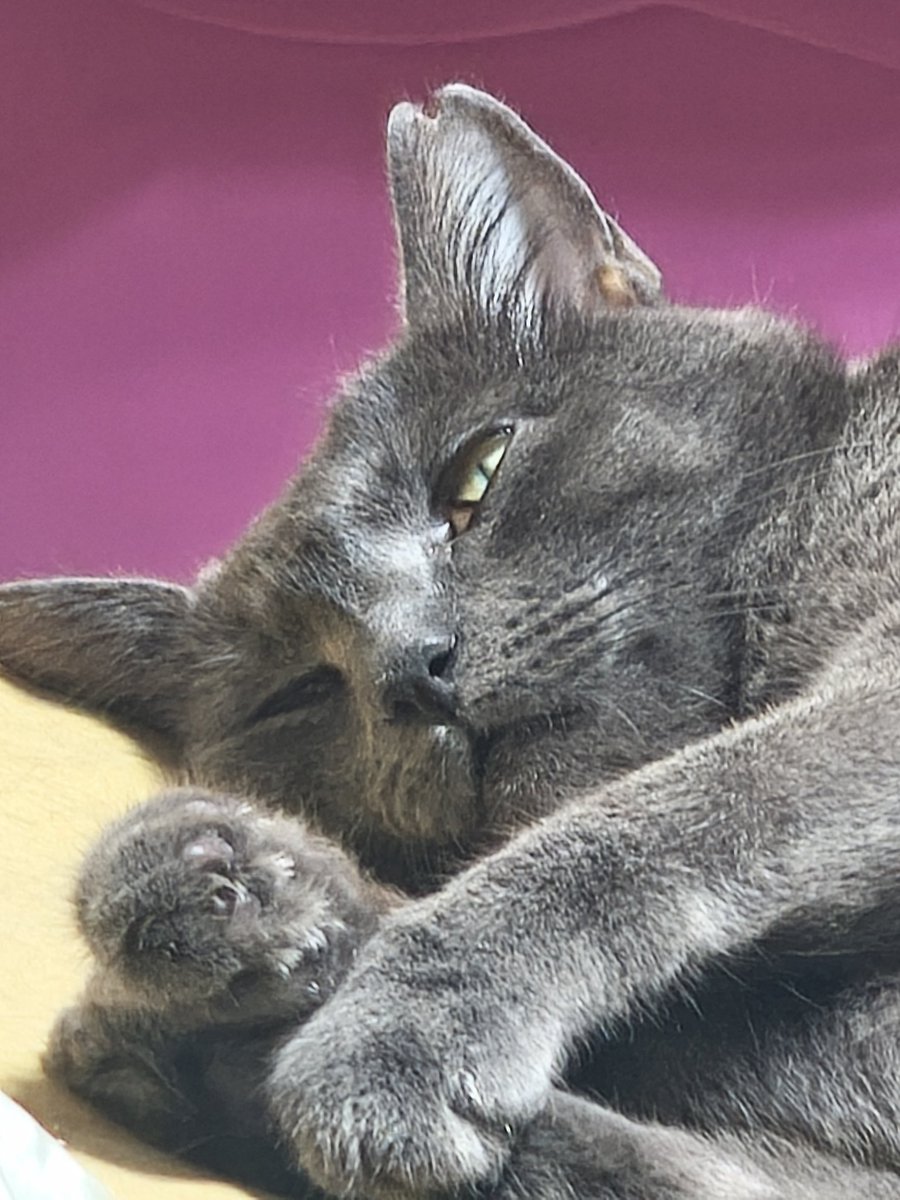 Dr Rishan Euskal katua tweet media